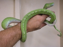 Juvenile Aru Island Green Tree Python