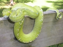 Aru island  green Tree Python