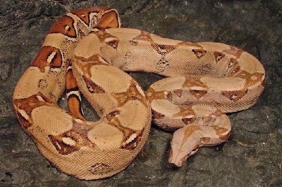 Pastel Female / "Bubble Gum"