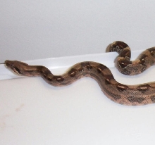 New Morph? COMET BOA (photo courtesy Robert's Reptile, Inc