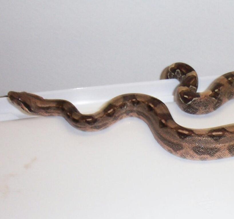 New Morph? COMET BOA (photo courtesy Robert's Reptile, Inc