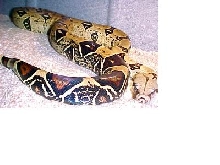 Yellow Peruvian male from LLL (photo, LLL Reptiles)