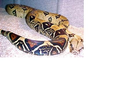 Yellow Peruvian male from LLL (photo, LLL Reptiles)