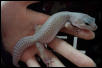 My Bllizard(Beautiful)