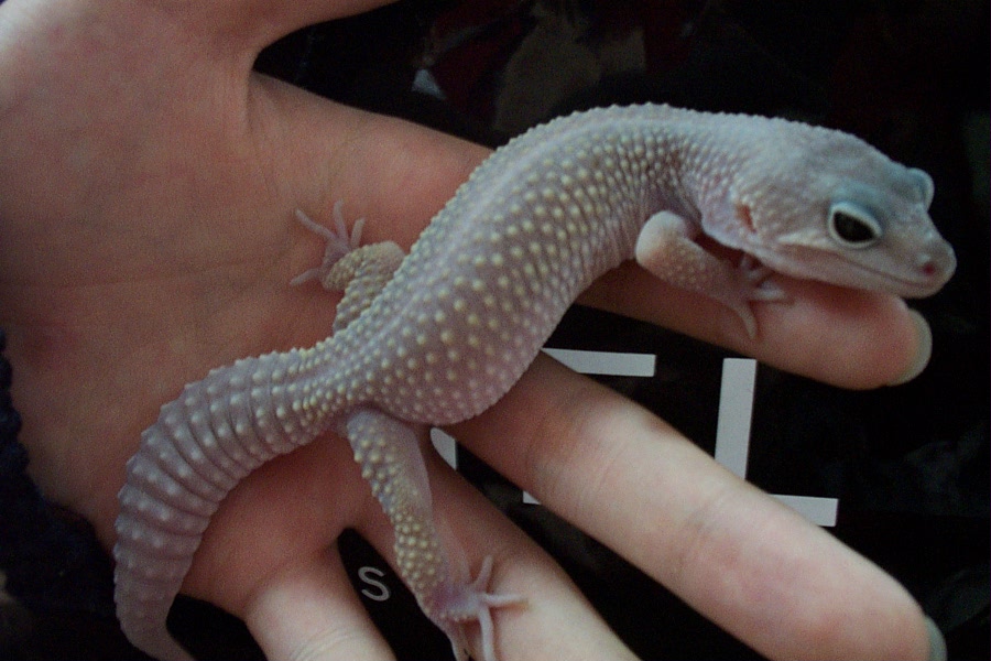 My Bllizard(Beautiful)