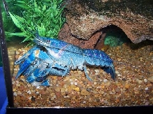 Blueberry (10/15/05-11/4/08)