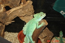 Green Basilisk Male