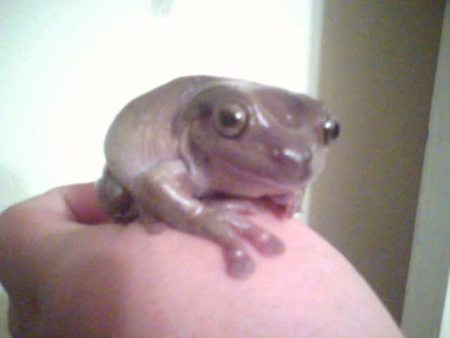 My White's tree frog