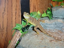 Dragon1