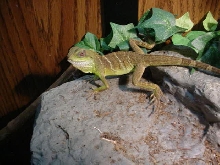 Dragon2