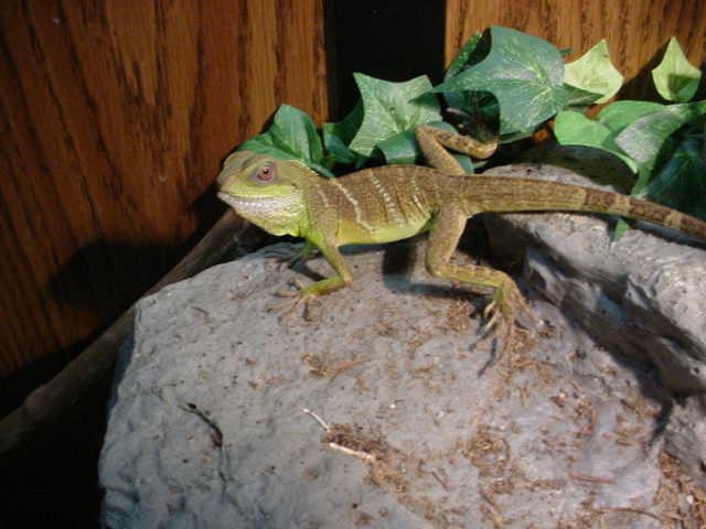 Dragon2