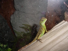 MyWaterDragon
