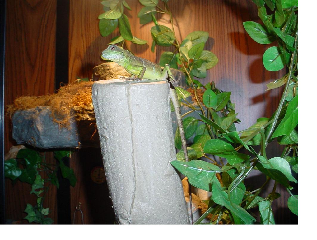 WaterDragon