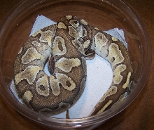 lesser