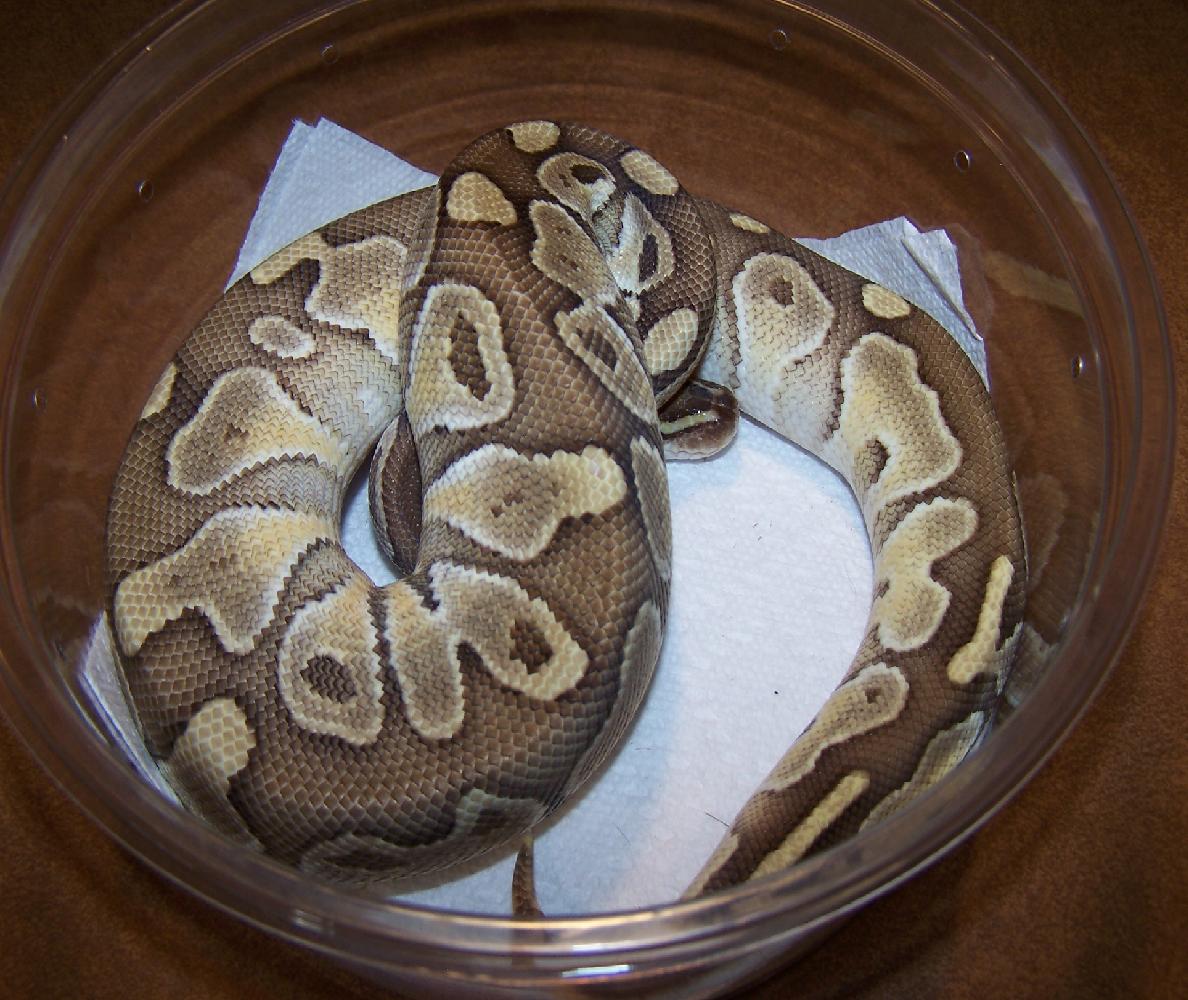 lesser