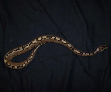 Ra
