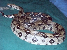 Boa