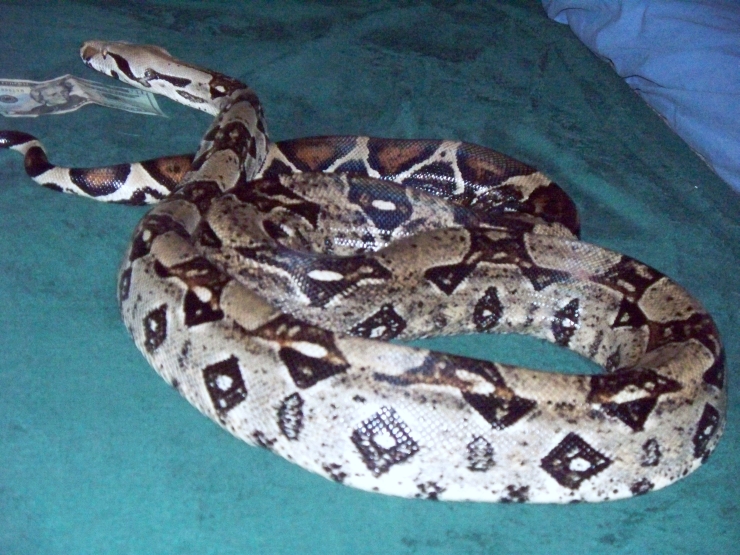 Boa