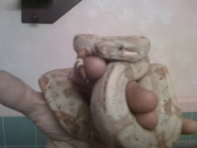 Hogg Island Boa