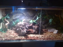 my boa tank