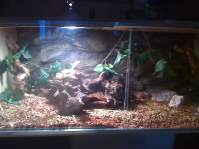 my boa tank