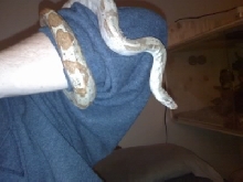 Hogg Island Boa