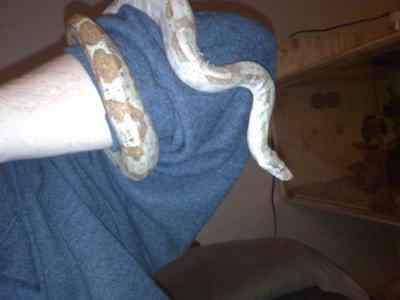 Hogg Island Boa
