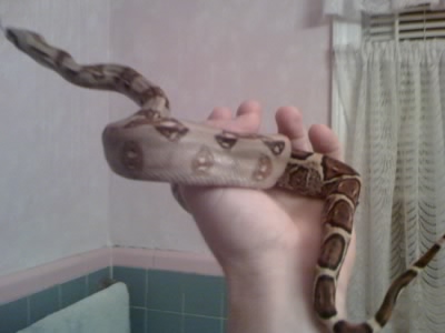 my new Pastel Boa
