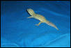 Female Patternless