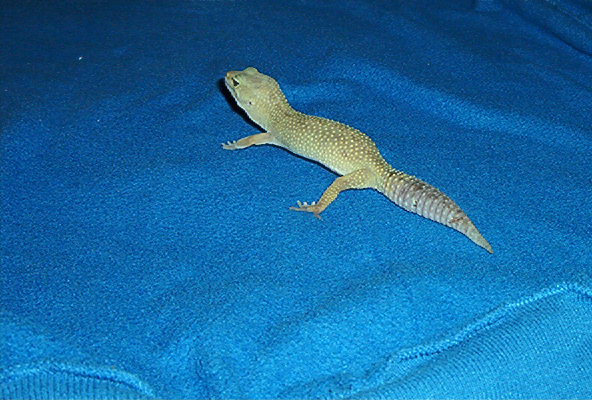 Female Patternless