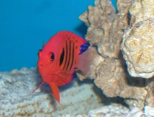 Saltwater - Austin Aquariums