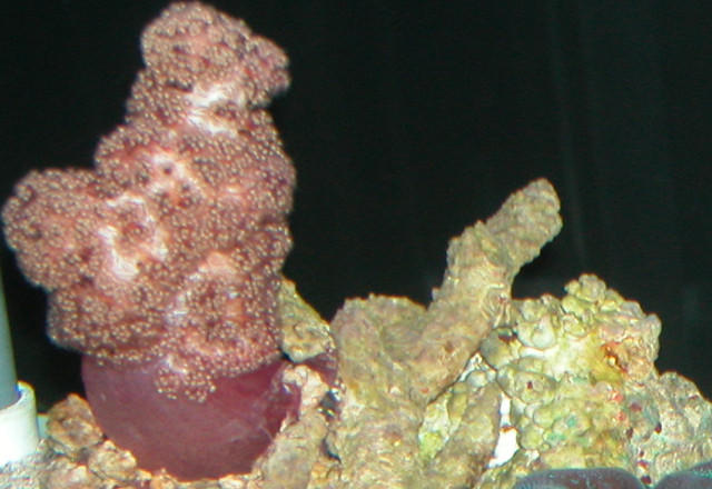 Saltwater Photos