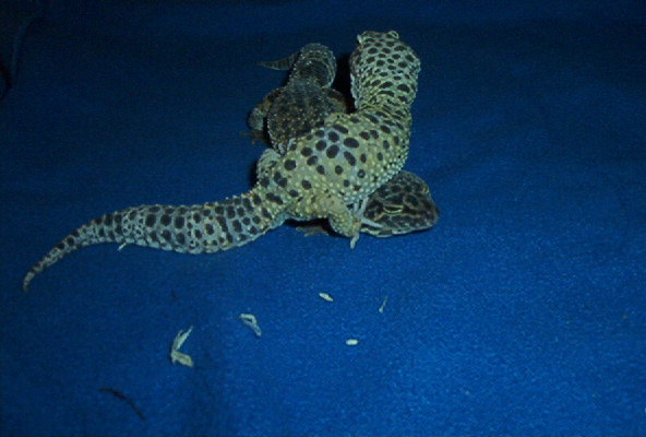Melanistic w/ High Yellow Lavender