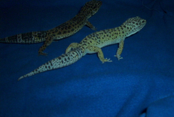 Mel & High Yell/Lav PIC 2