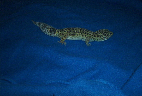 High Yellow Lavender Male