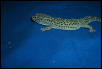 High Yellow Lavender Female2