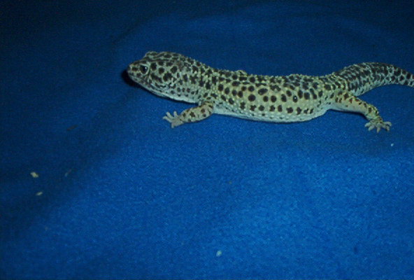 High Yellow Lavender Female2