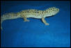 High Yellow Lavender Male