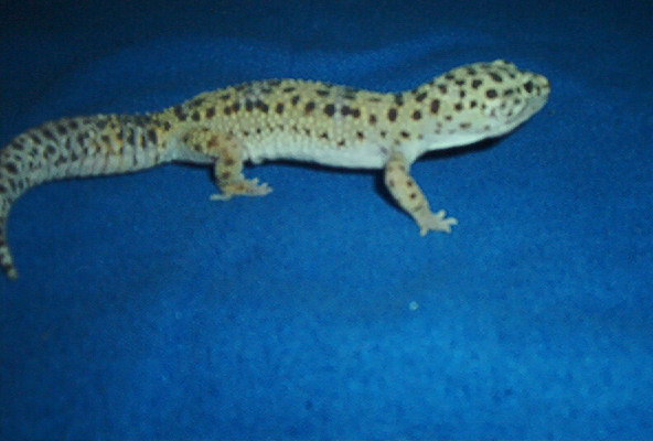 High Yellow Lavender Male
