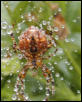 Spider in Western WA
