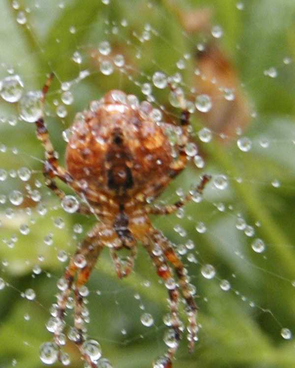 Spider in Western WA