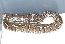 Angolan Python