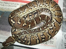 Angolan Python