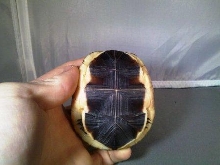 Chinese Box Turtle 1-2