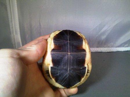 Chinese Box Turtle 1-2