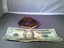 Chinese Box Turtle 1-3