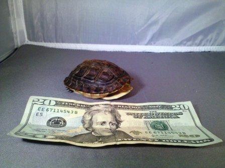 Chinese Box Turtle 1-3