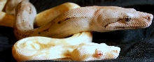 Sushi and Apophis