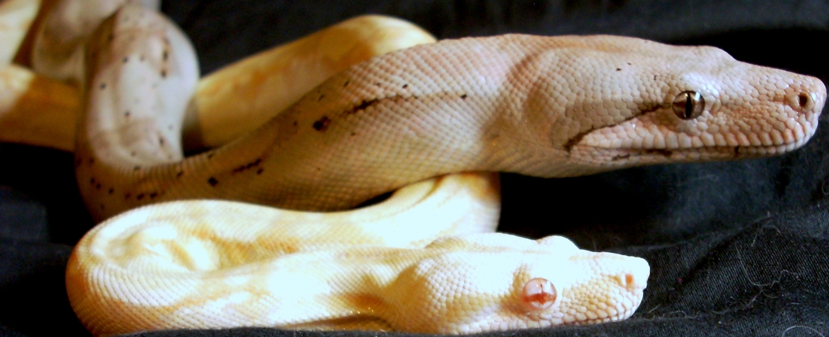 Sushi and Apophis