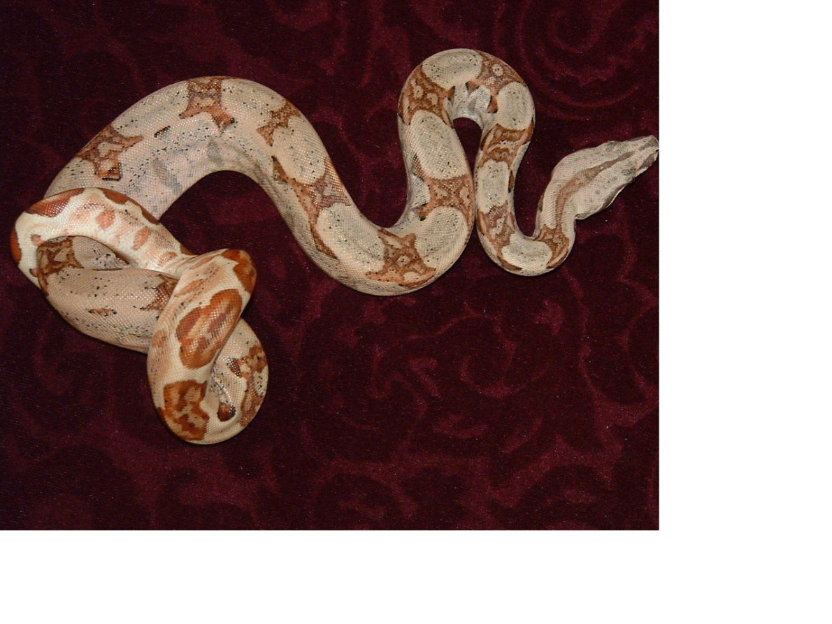 Female Hypo Jungle